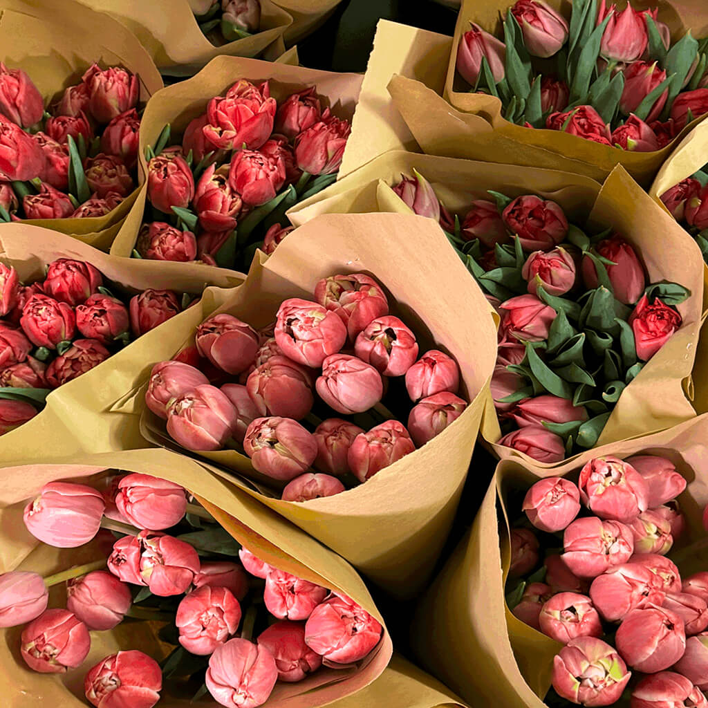 Bouquet de tulipes du Québec