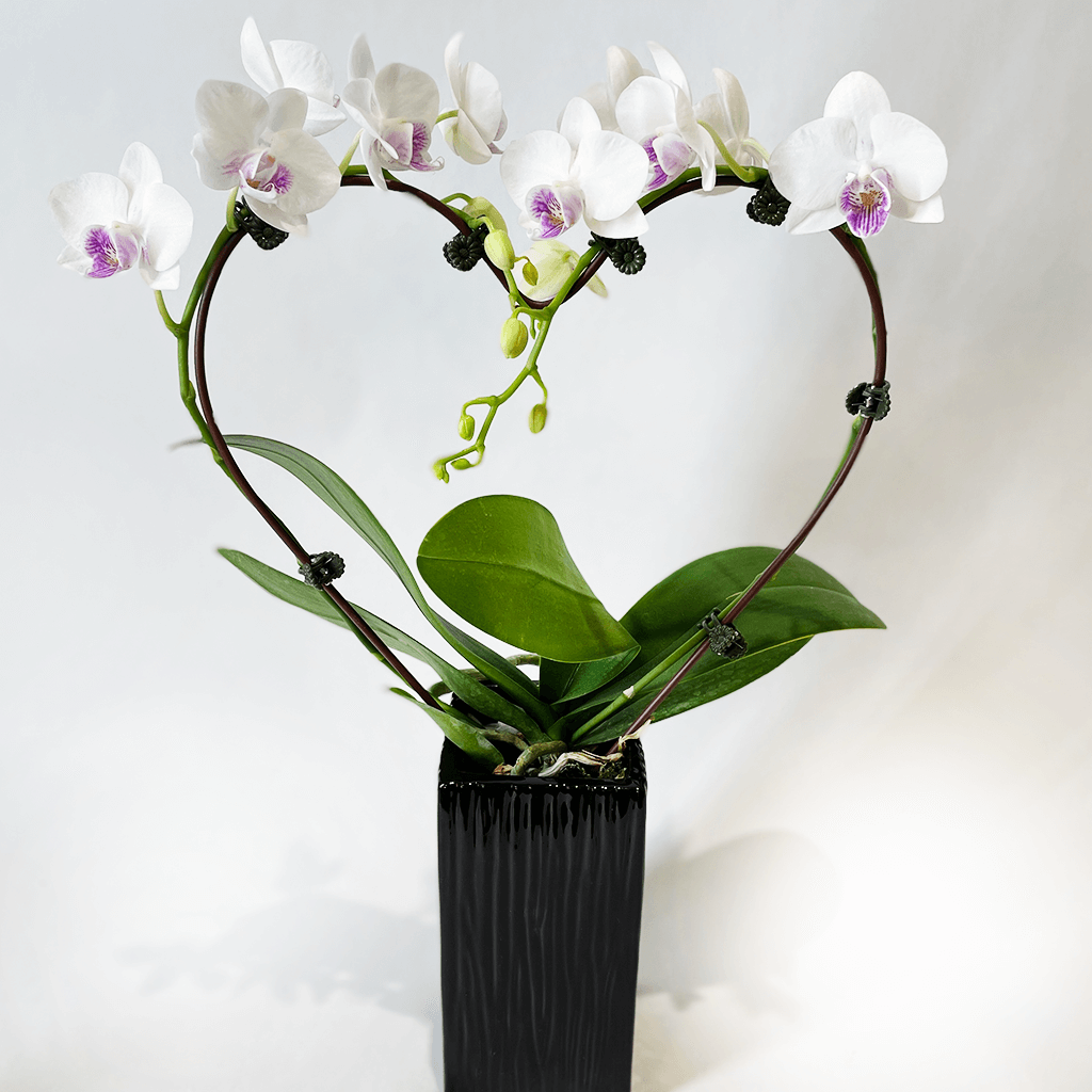 Orchidée en coeur